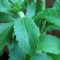 Stevia, edulcorante natural en nuestras comidas