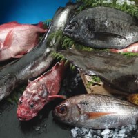 pescados-gallegos
